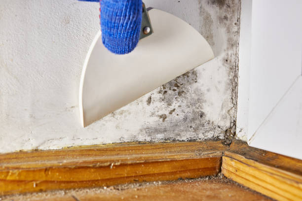 Newellton, LA Mold Removal Company